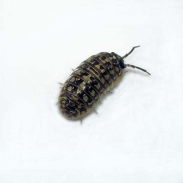 Armadillidium Versicolor Ceska